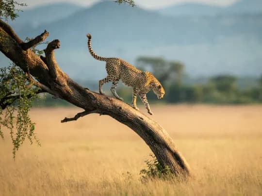 Serengeti National Park Holidays